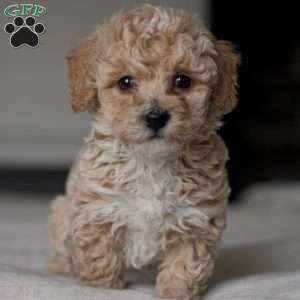 Cooper, Bich-Poo Puppy